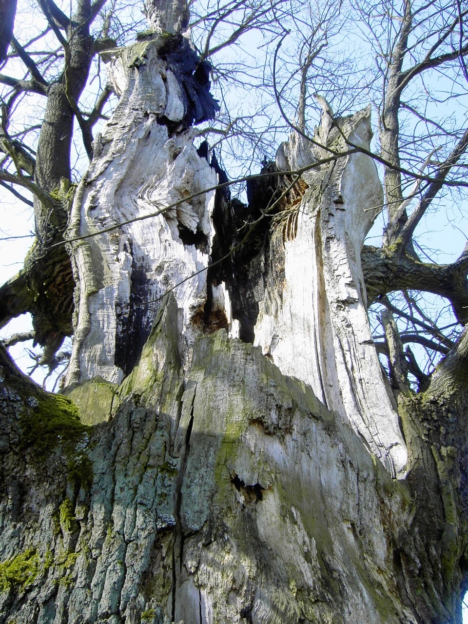alte Eiche 2019